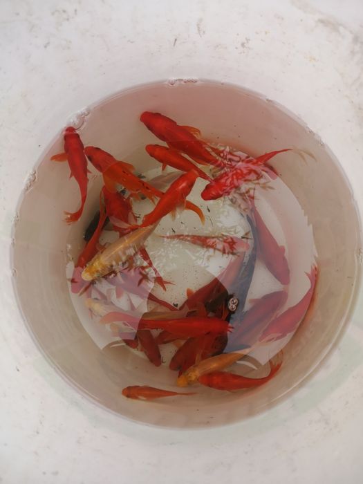 Nuferi roz/albi,irisi,palmieri,salata de apa,thalia,carasi coi