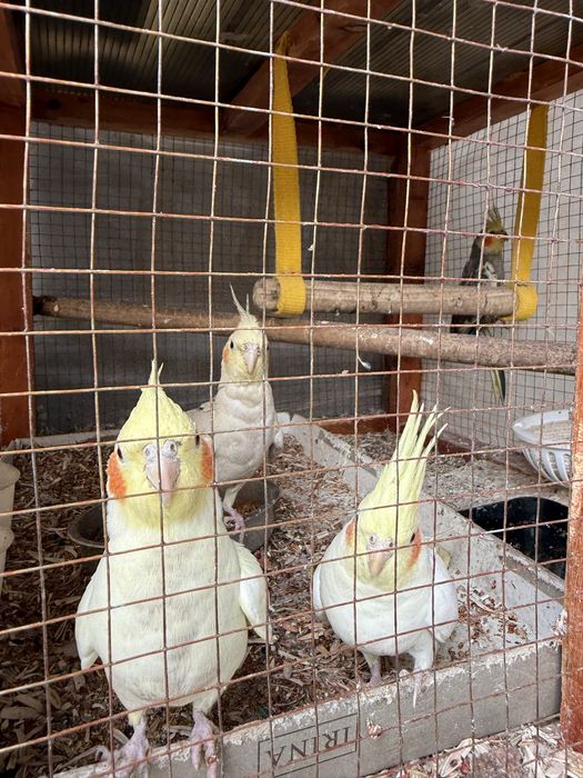 Попугай Корелла Продаётся Оптом, Один из них ручной все домашние