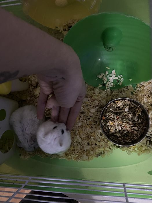 Hamsteri pitici alb si gri