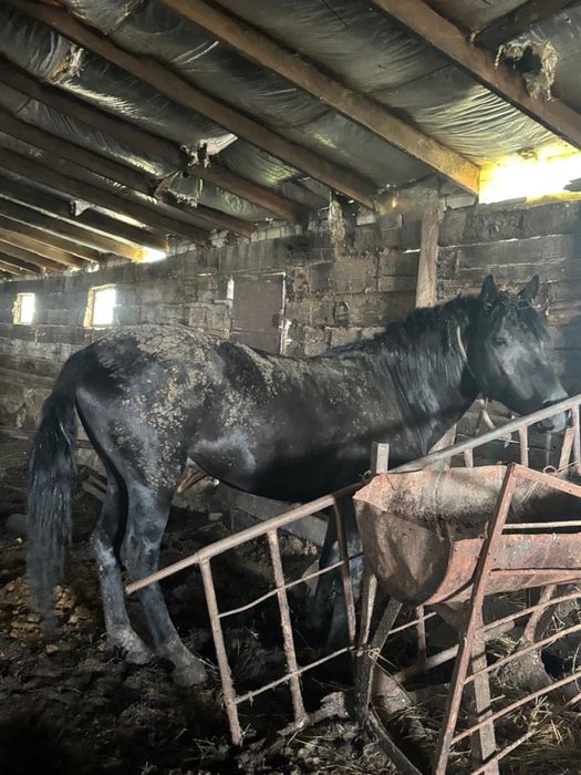 Продам двух лошадей с откорма