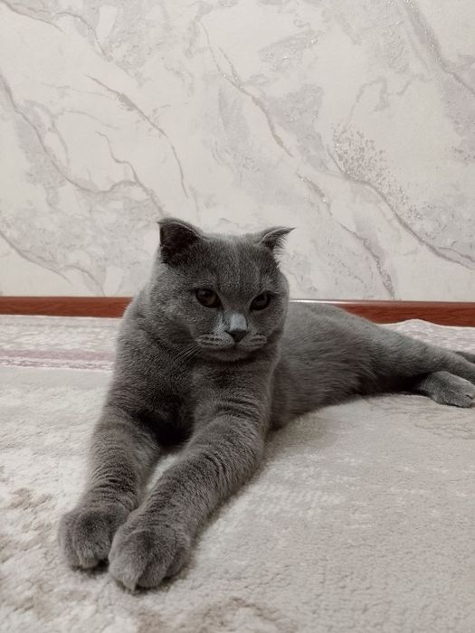 Сотилмайди!!  вязкага аёл мушук керак