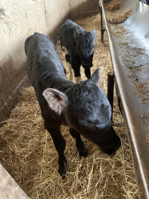 Ангус бұзаулар бар