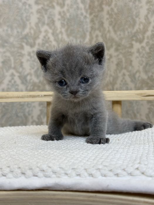 Britanskimedvejonki prodayotsa