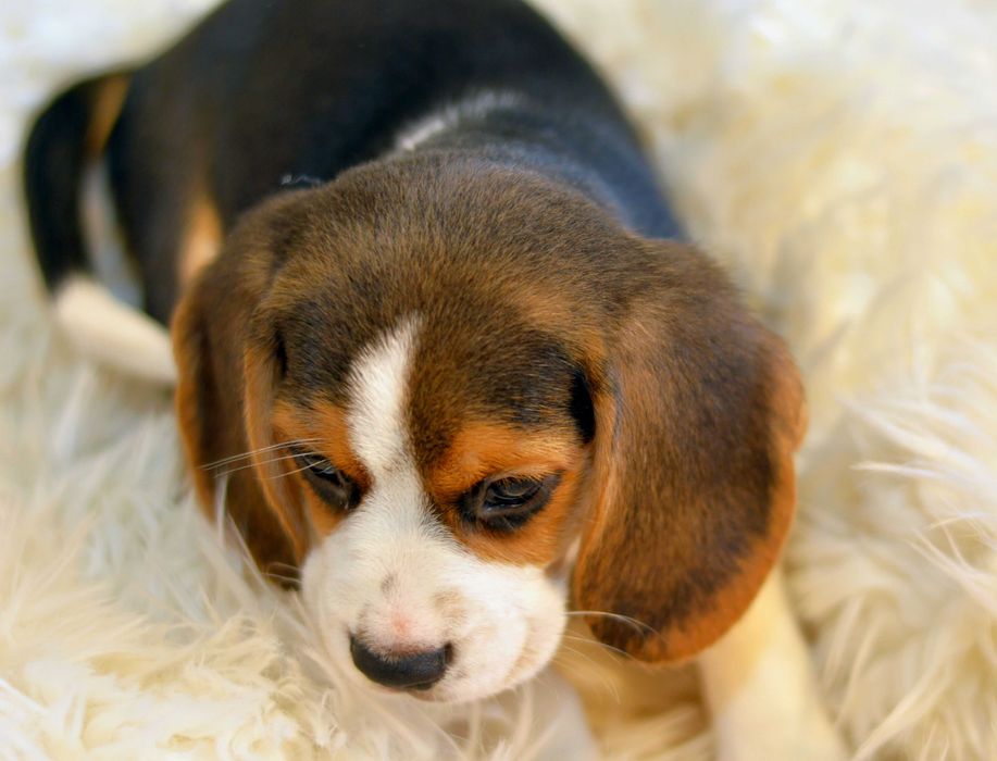 Pui Beagle tricolor din parinti cu pedigree Bucuresti Sectorul 1 • OLX.ro