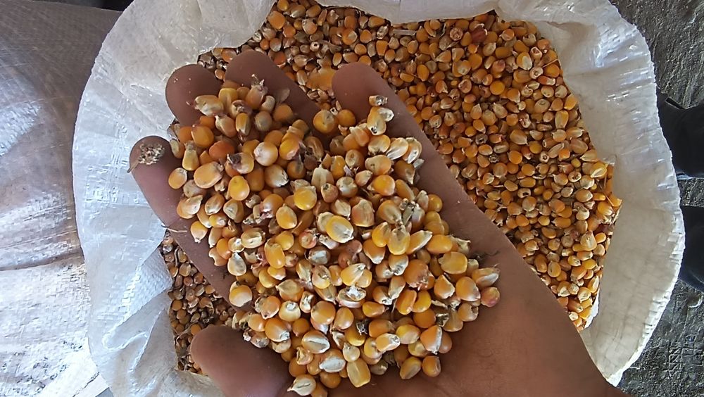 Makka joʻxori  urugʻlik