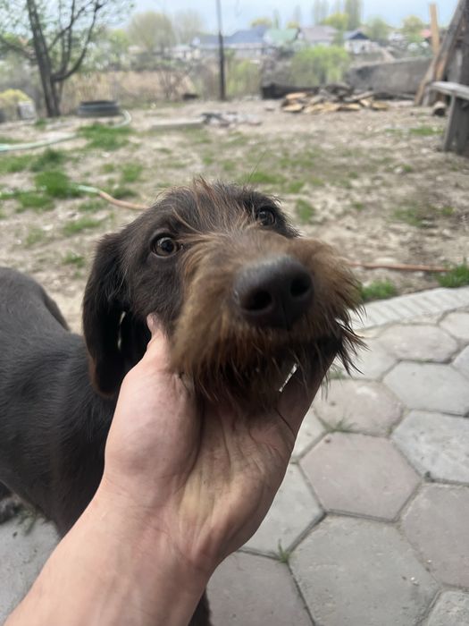 Немецкий дратхаар