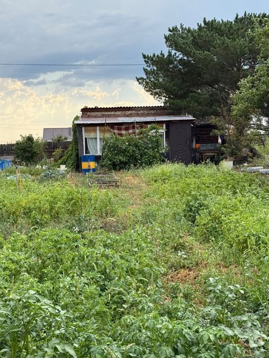 продам дачу с урожаем