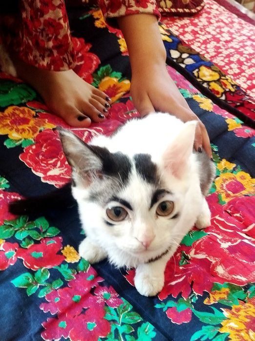 Bola mushuk  pesplatni