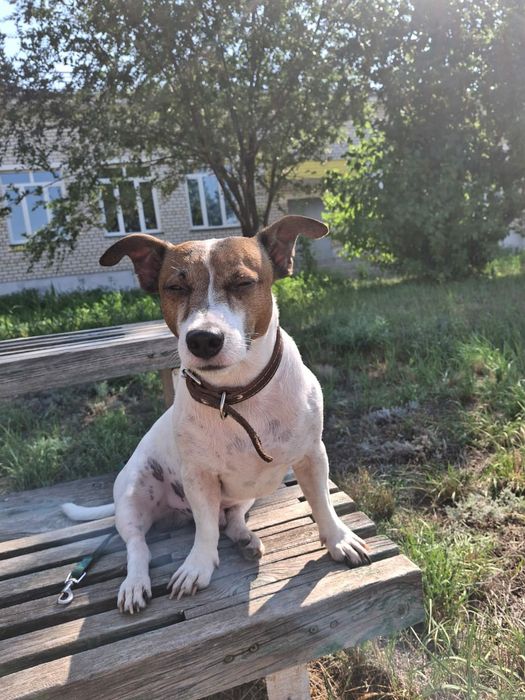 Джек Рассел теръер 8 лет