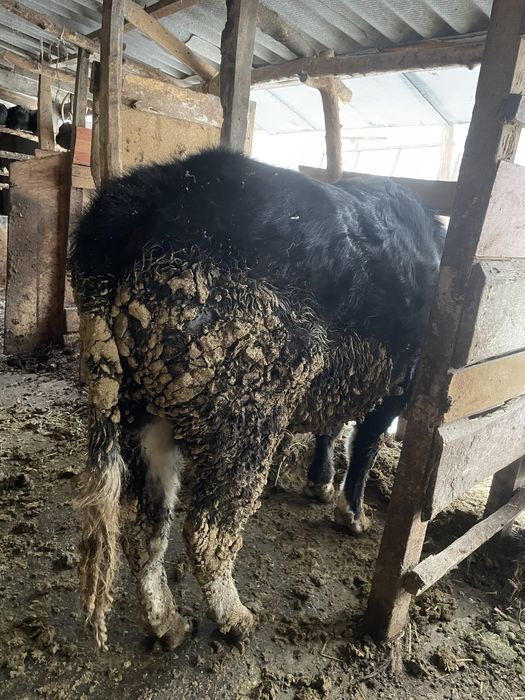 Продам срочно быка торг