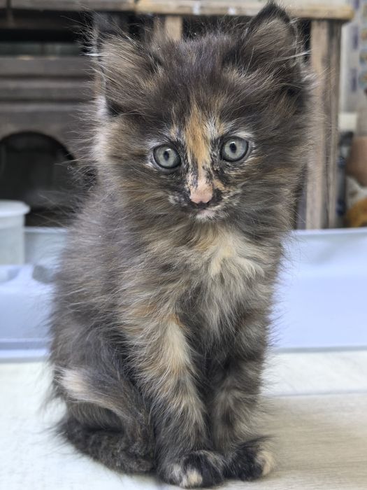 Котята близняшки колико