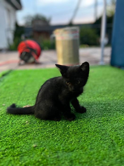 Котята веслоухие!