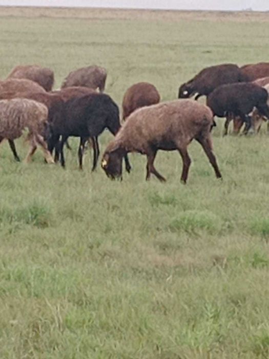 Продам баранов срочно