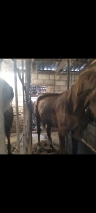 Продам тайчиков на откорме