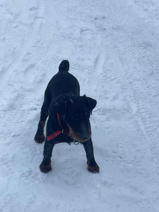 Продаётся Ягдтерьер