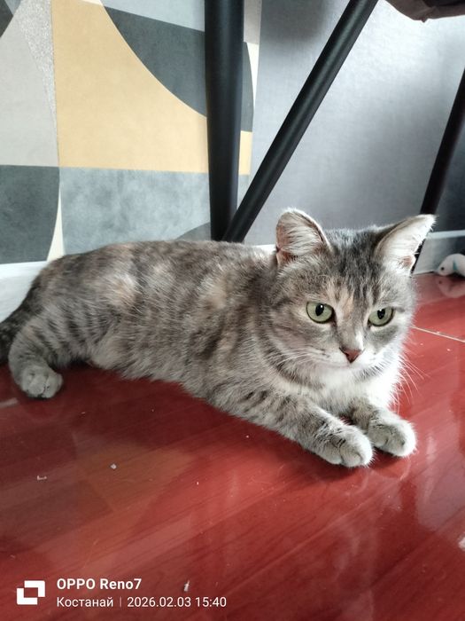 Отдам кошечку в добрые руки