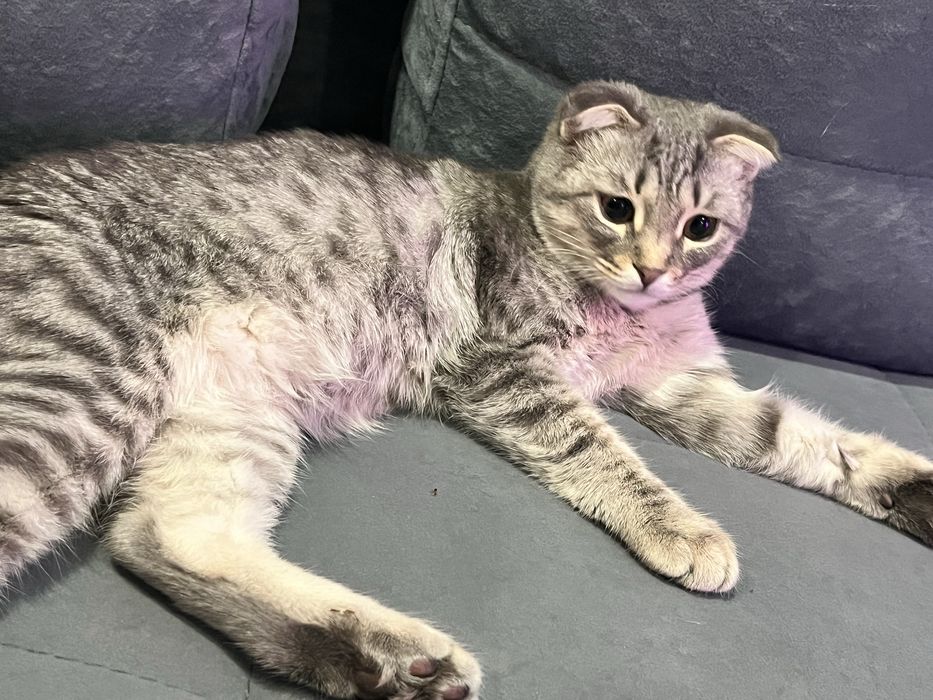 отдам котенка девочку