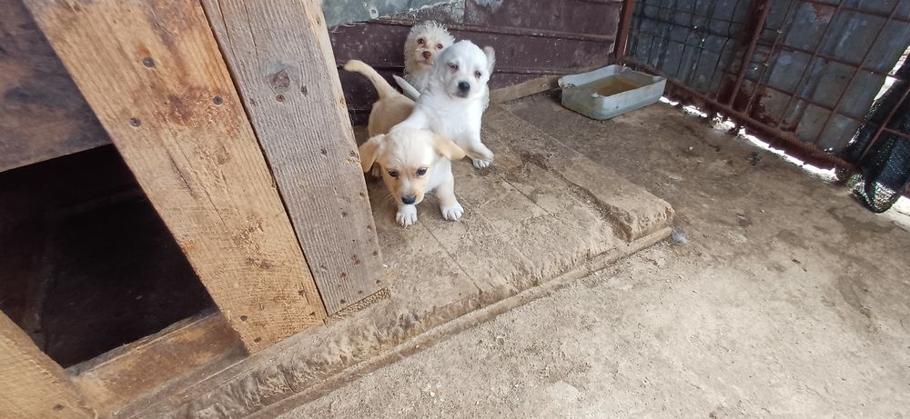 Cățeluși spre adopție