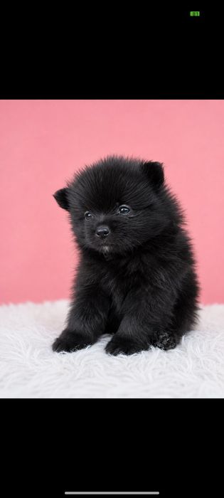Мини мини померан