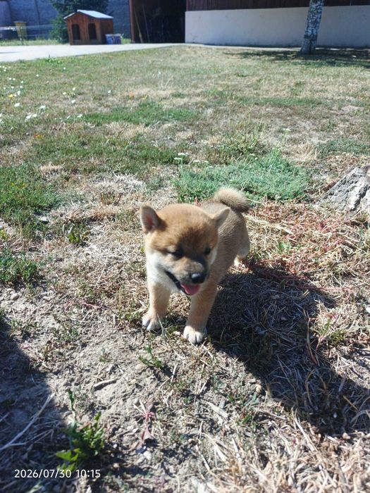 Shiba inu pui deosebiti de jucausi
