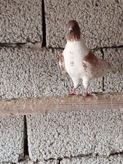 Птица на продажу