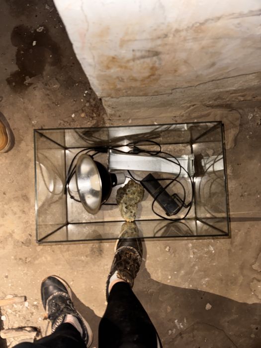 Vand acvariu doar timisoara