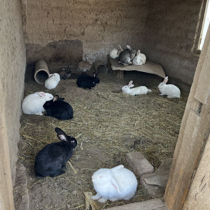 Қоян заец кролик