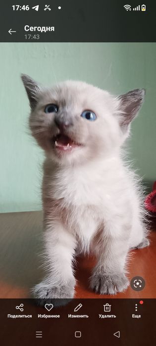 Котята за 2000 тенге