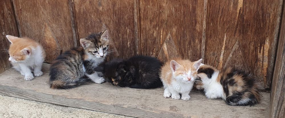 5 suflețele mici de pisici își caută stapani buni 
Avem 5 puiuți de pisică de aproximativ