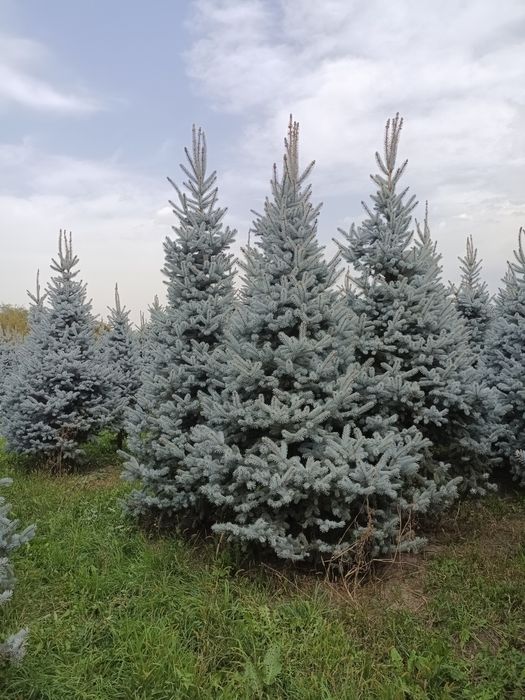 Голубые елки крупномеры