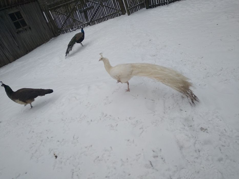 Vănd pauni masculi albi.Vărsta 3 ani.Pret 1000lei