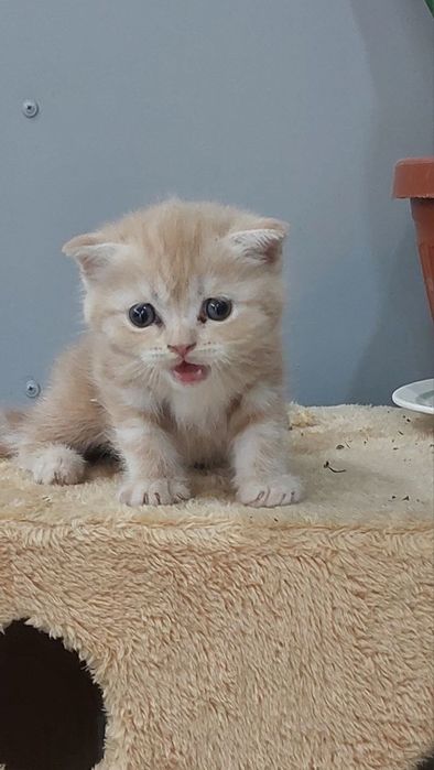 Котята продаются