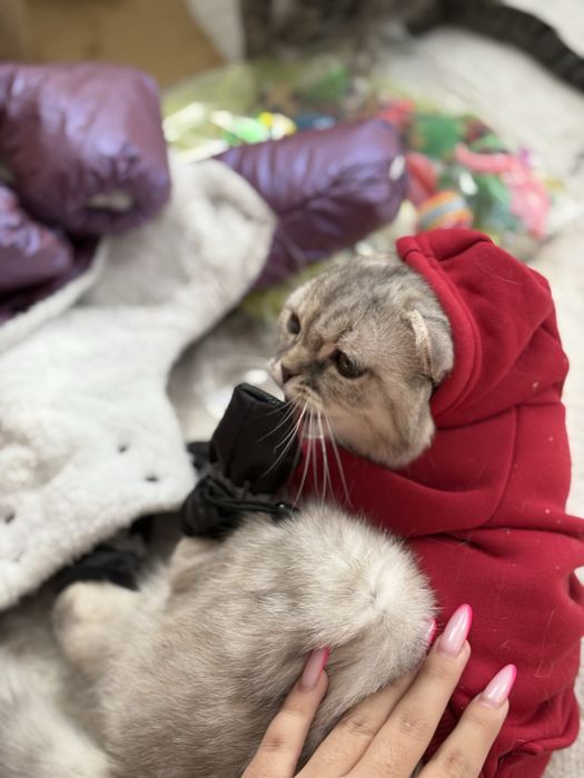 Шотланка прямоухая