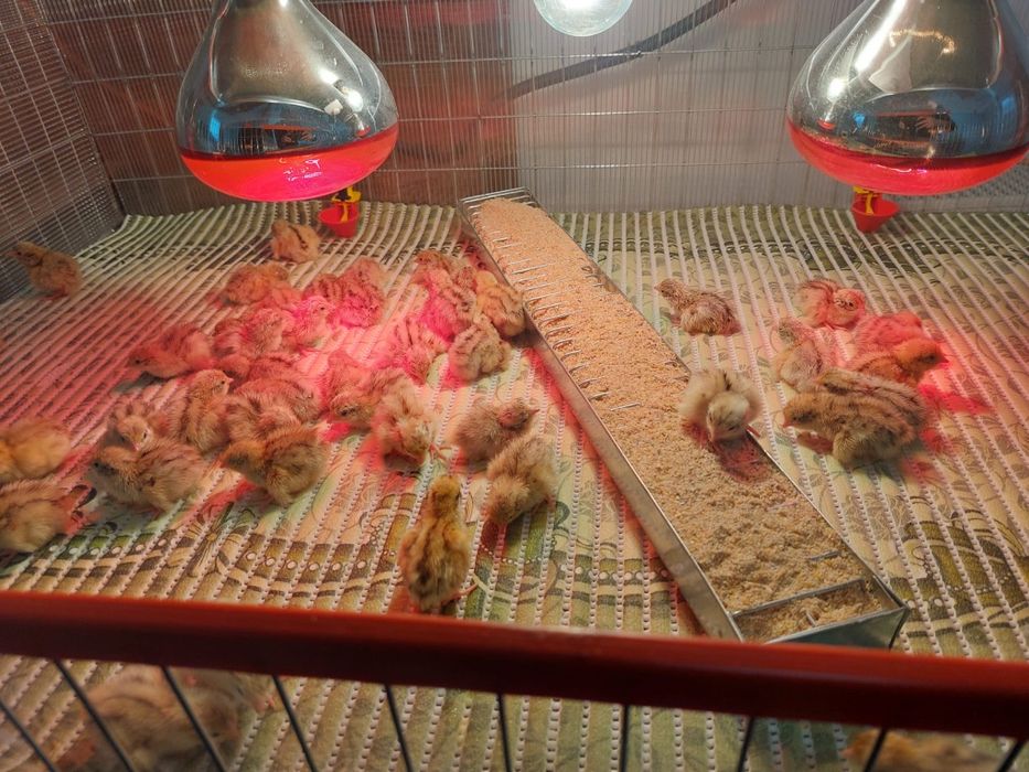 Vând ouă prepeliță