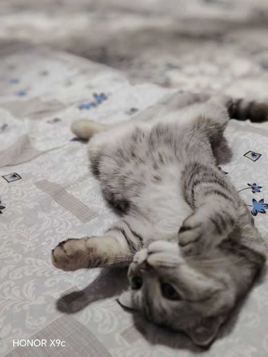 Mushuk skottish fold strait tozza zoti