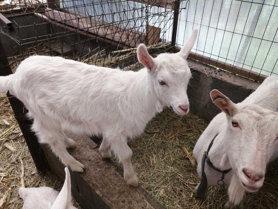 Iezi de vănzare la Diosig