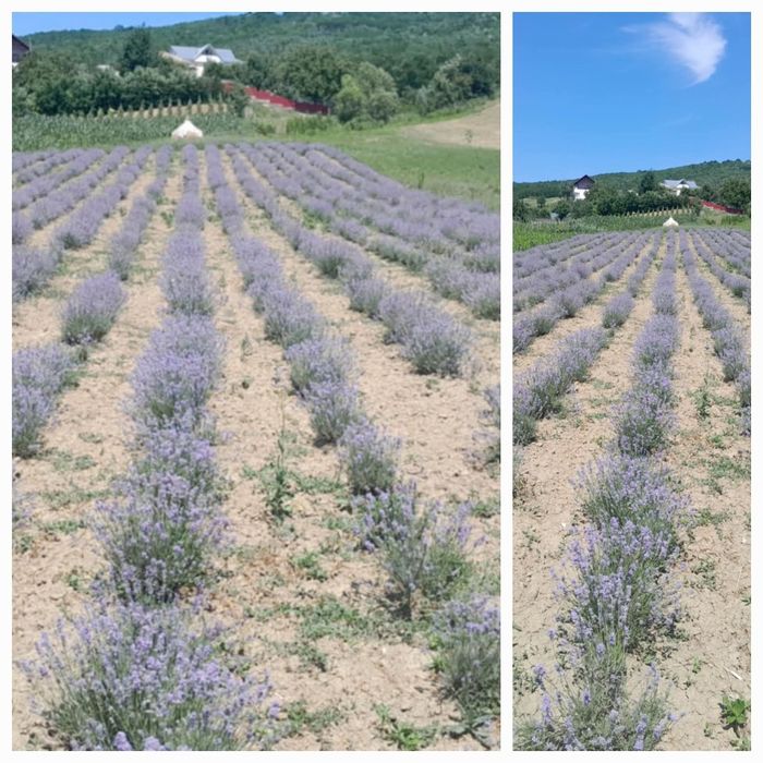 LAVANDĂ   Angustifolia Sevstopolis