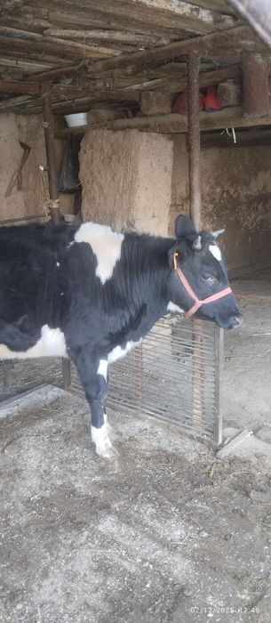 Gʻoʻnajin sotiladi