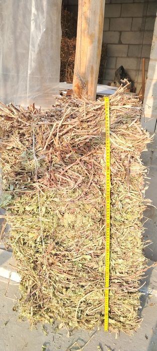 Yeryongoq pris sotiladi ASAKA