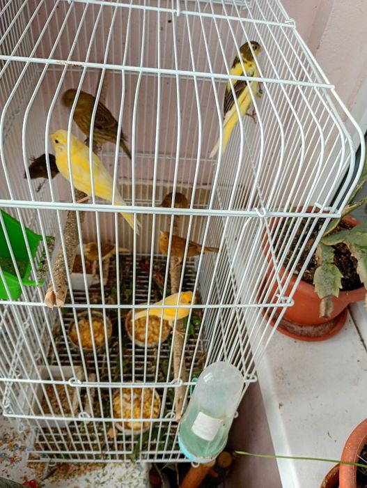 Canari tineri de 2 luni perfect sănătoși și inelati