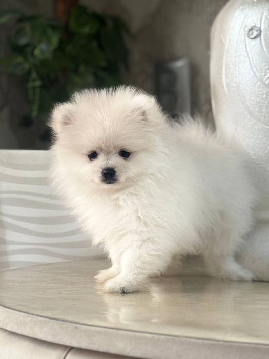 Щенок шпица продается