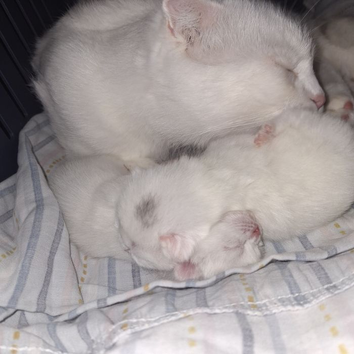 Котята 1,5мес скотиш страйт