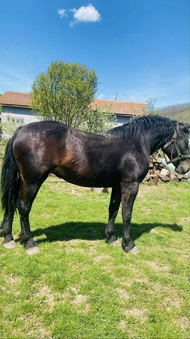 Manza neagra de 2 ani