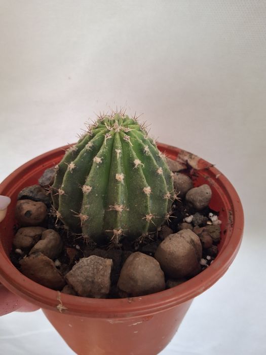 Кактус  комнатный