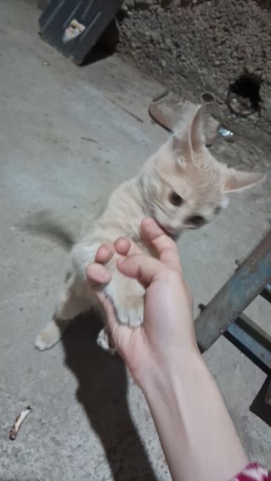 Бесплатний кошка