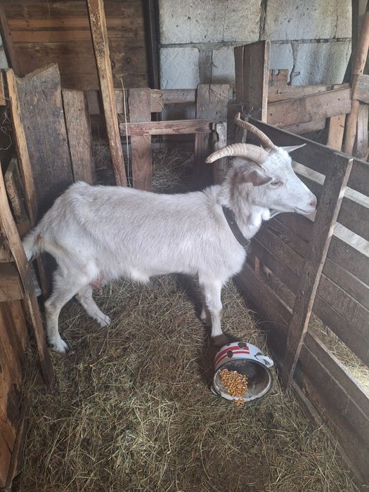 De vânzare 4 capre și 4 iezi