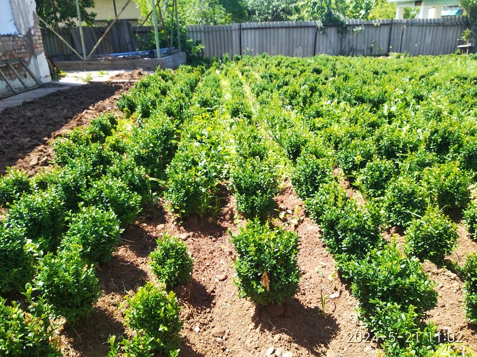 Шамшод сотилади Кибрайда