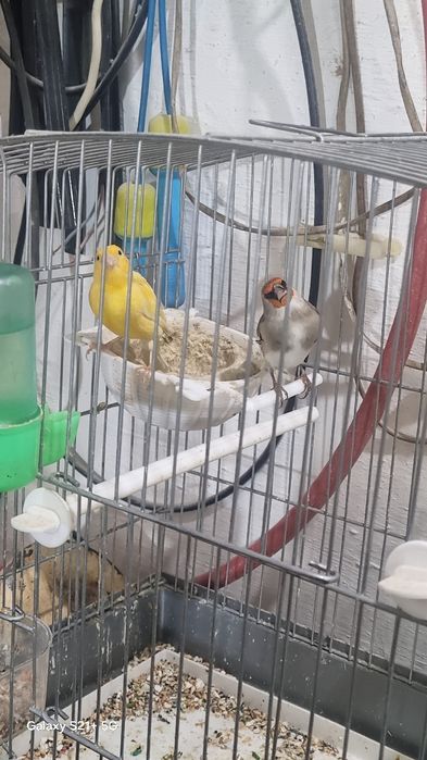 Продаются сюда головы футбол больше двух лет