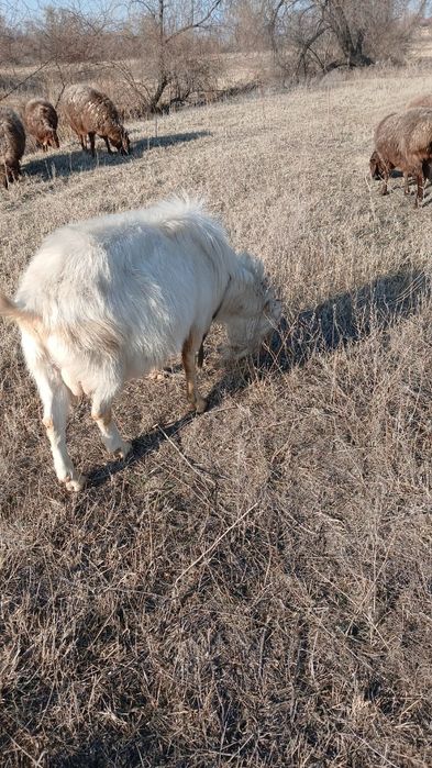 Асыл тұқымды теке