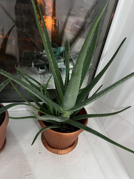 Алое гүлі, цветы алое